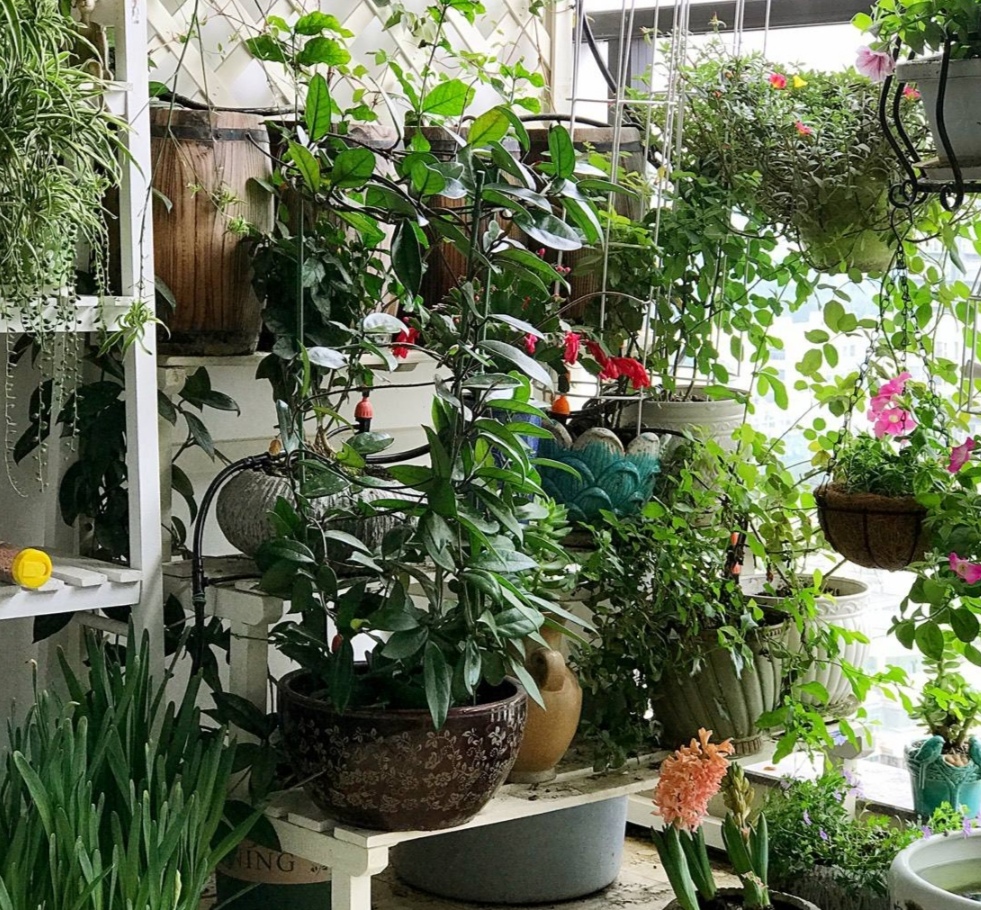 夏天闷热花卉怎么降温,夏天家里的花卉如何养护