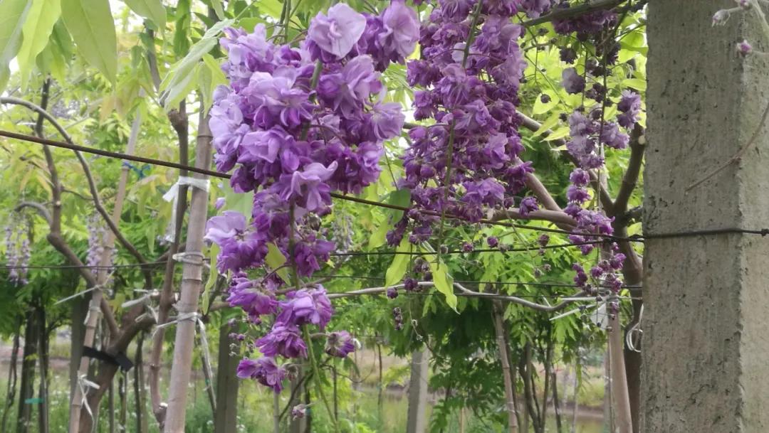 网红古树紫藤花,网红紫藤花