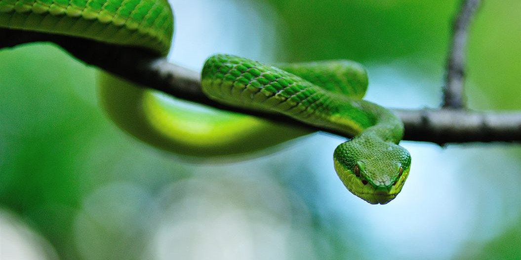 警惕蛇出没已有人被咬,在小区里被毒蛇咬伤小区有责任么