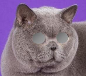 英国短毛猫怎么看品相赚钱,国际爱猫协会发声