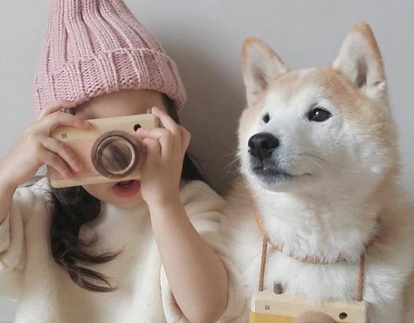 爱干净又好养的狗排名前十,最好养的狗又干净又不掉毛不乱叫