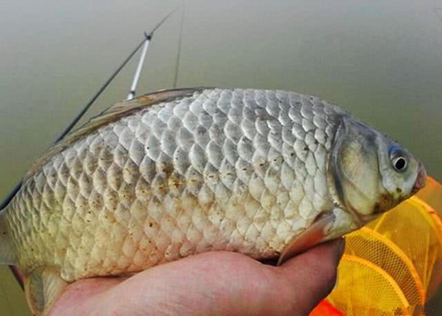 滑鱼为什么不开口,同样的饵料钓滑鱼为什么不开口