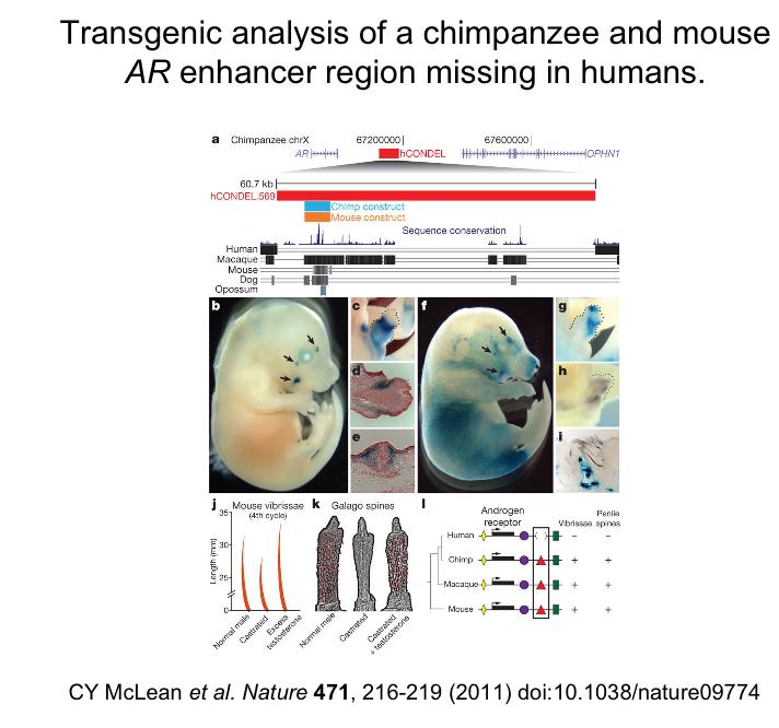 人类不可思议的冷知识,人类身上的有趣冷知识