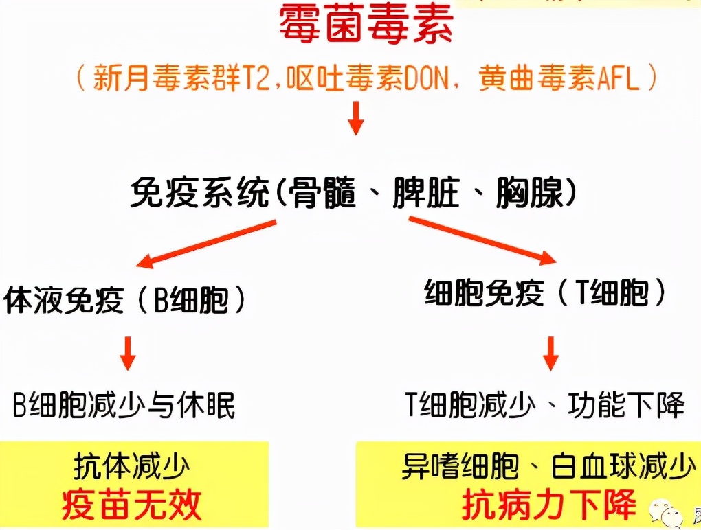 霉菌毒素对蛋鸭的危害有哪些,霉菌毒素对养殖户的危害