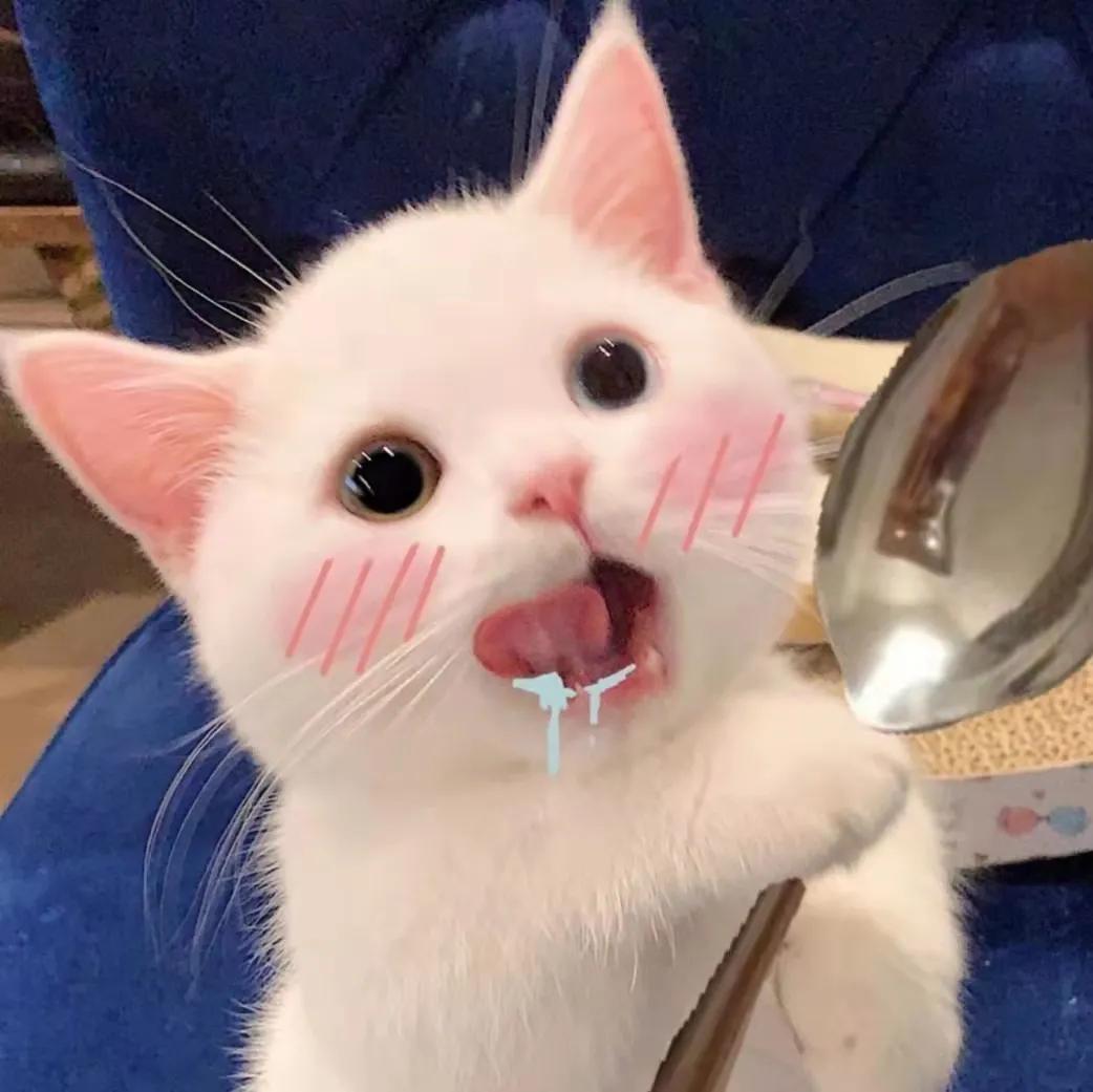 猫的终极凡尔赛：你的屏幕放不下我的腿