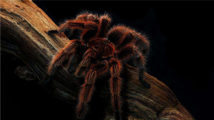 饲养蜘蛛要准备哪些用品,巴西所罗门蜘蛛饲养教程