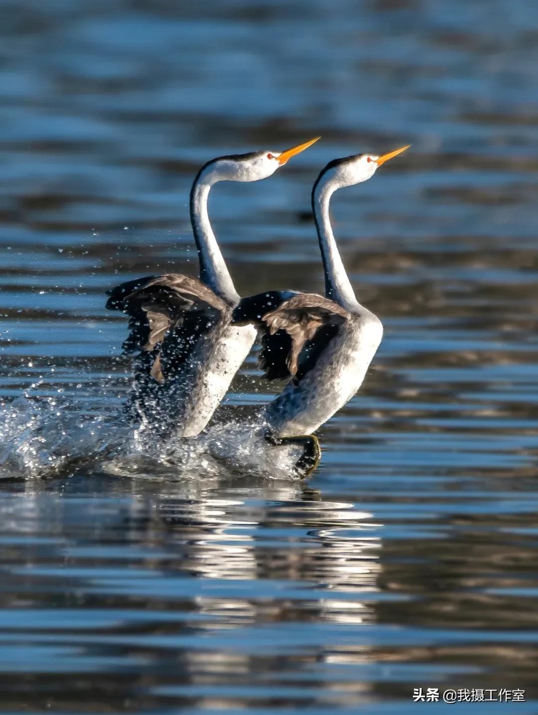 第16届国际摄影艺术展获奖作品,第29届全国摄影艺术展览作品集