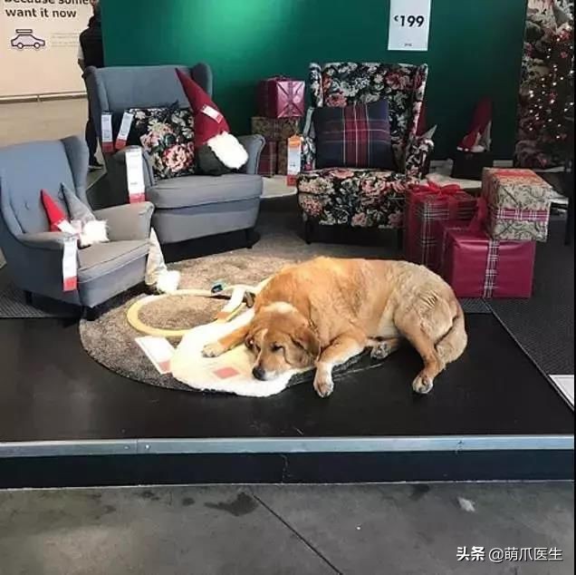 猫咪也会做噩梦吗,猫也会做噩梦吗