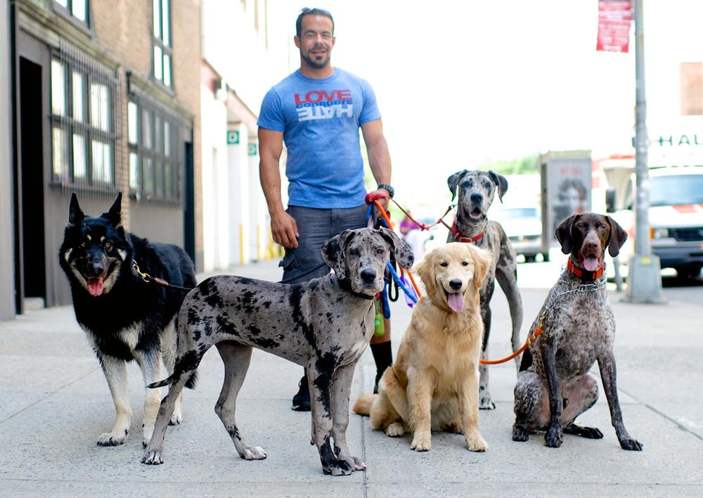 农村的狗适合散养还是圈养,什么狗适合在城里小区养