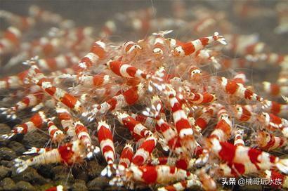 观赏虾的养殖方法图解,养观赏虾的正确方法和注意事项