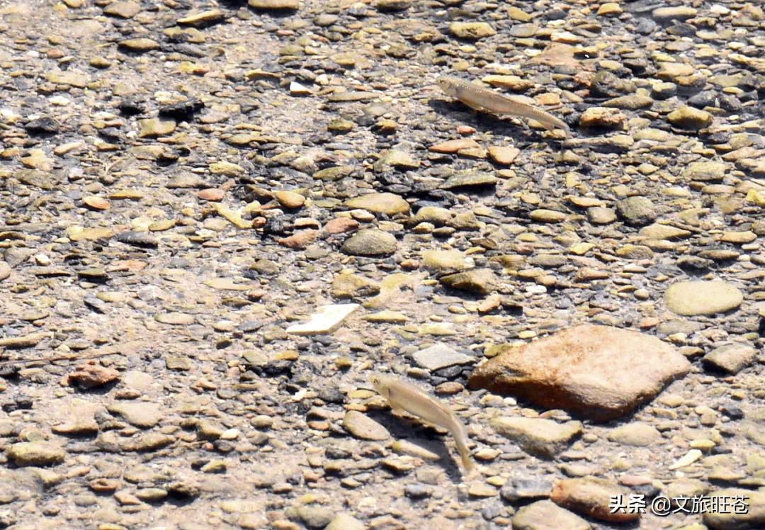 县域副中心有哪些,白水镇如何建设县域副中心