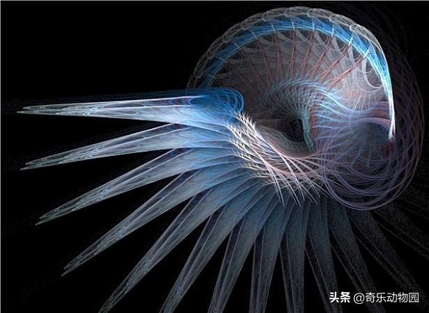 鹦鹉螺全球有多少只,鹦鹉螺世界上还存在吗