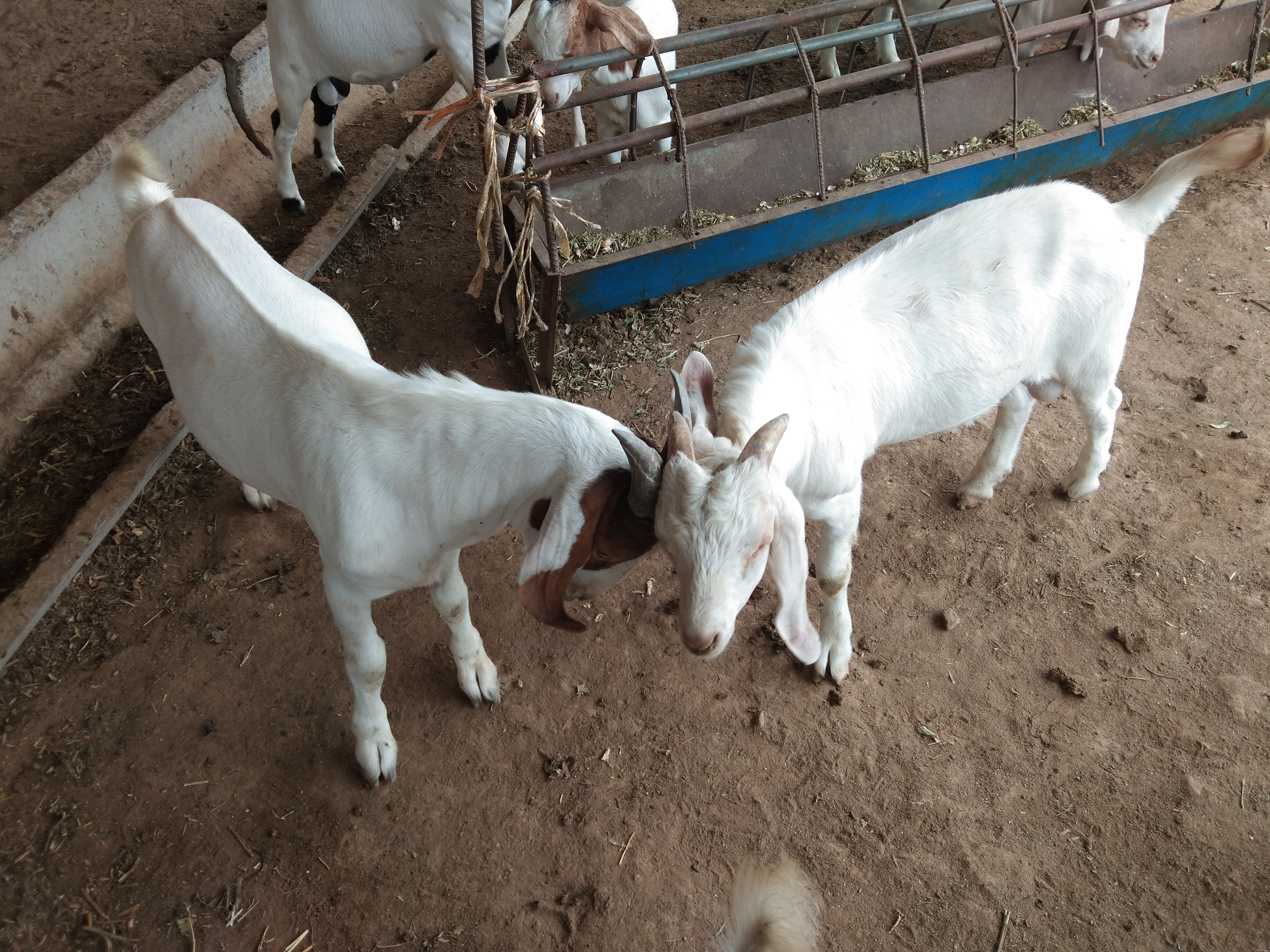 养羊人都要做的事,养羊人的最好方法