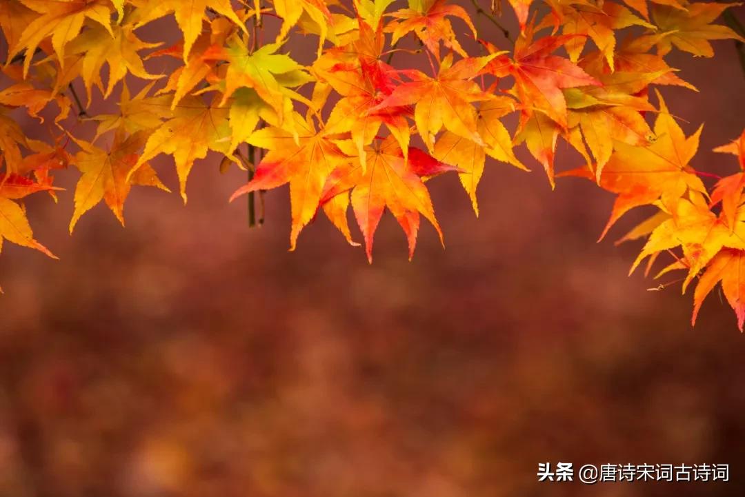 君子百朋,得一知己足矣度平生