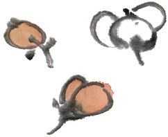 国画梅花上的雪画法步骤教程视频,零基础国画入门画梅花教程