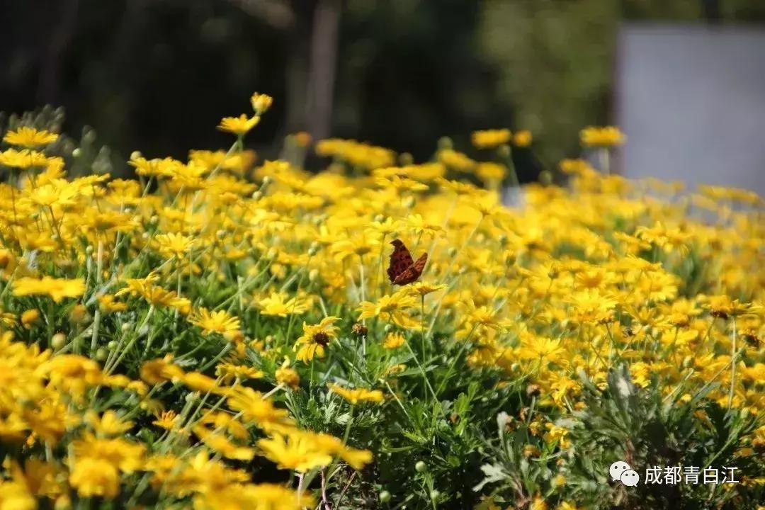 宜居新成都,住在青白江!这里的安逸超乎你想象