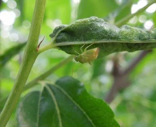 枣树细菌性穿孔病用什么杀菌剂好,一滴卡灭杀菌剂治疗枣树小叶病吗