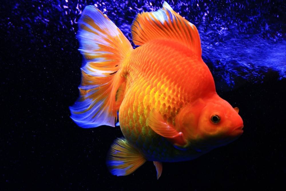 新手养金鱼哪种金鱼最好养,金鱼种类和饲养难度