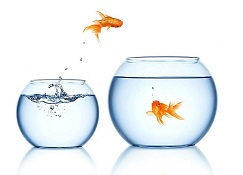 每天十条冷知识第61讲,狗不能吃海带?