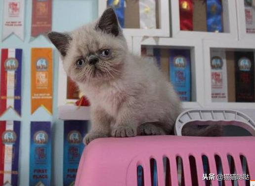 养猫新手买猫注意什么,新手养猫和买猫的注意事项