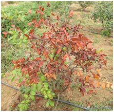 蓝莓枝枯病害图片大全,蓝莓果都有哪些病害