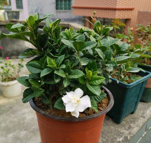 栀子花花苞不开怎么修剪,栀子花花苞不开就掉了怎么办