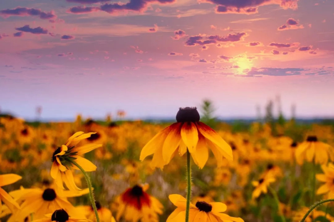 蜜蜂介绍科普视频,蜜蜂科普观世界