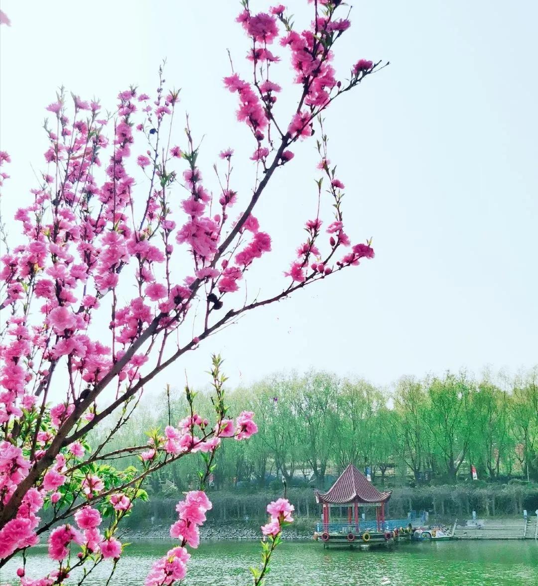 将军有剑不斩苍蝇全诗意思,将军有剑不斩苍蝇的下一句