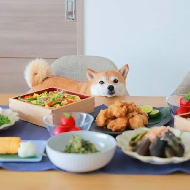 比人还会拍照的狗，简直萌炸朋友圈了