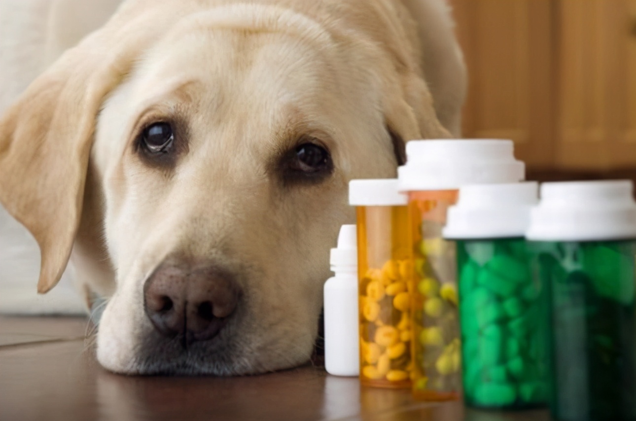 狗狗身体有虫哪几种表现,狗狗出现这六种症状