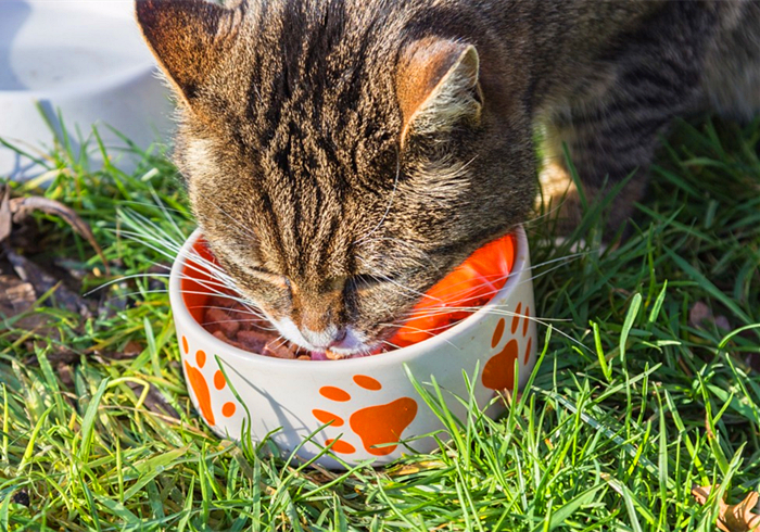 猫咪肥厚性心脏病多久可以恢复,猫咪心脏病一天不吃药有没有关系