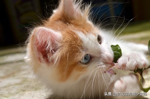 新手养猫指南铲屎官必看,铲屎官必须知道的养猫小技巧