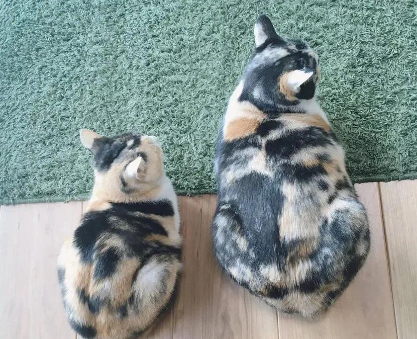 猫真的会把你当妈妈,猫把你当成妈妈是啥样子的