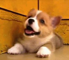 动物饲养人承担无过错责任,养宠物需要规避什么