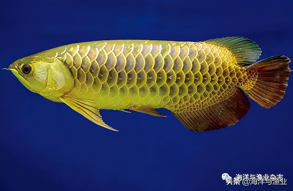 江门海豚公司总经理林震能:不断成长终成行业知名老板