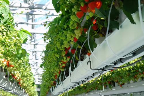 100张荷兰照片世界之最,人间天堂100张图片