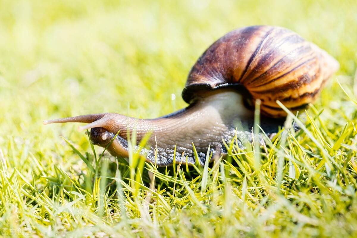 非洲大蜗牛足有2斤重,入侵我国多年,中国吃货为何不将它们消灭