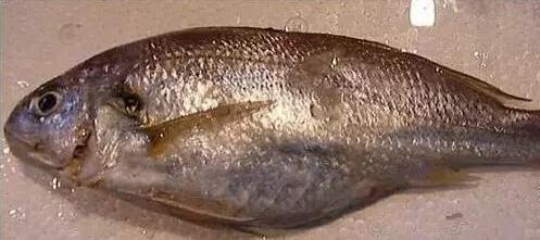 史上最全海鲜视频,史上最全海鲜贝类大全