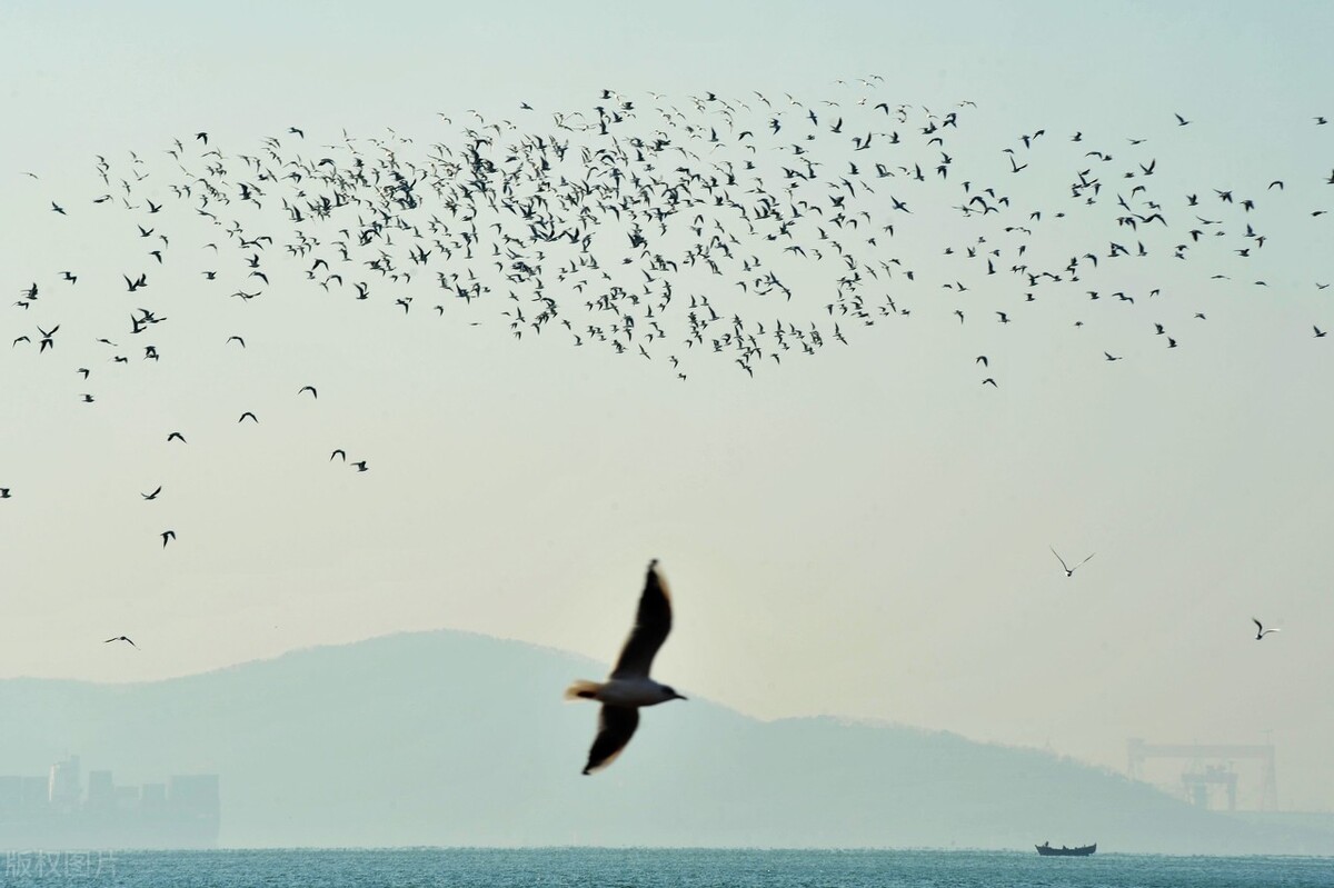 梦到鸟群盘旋,医院盘旋鸟群