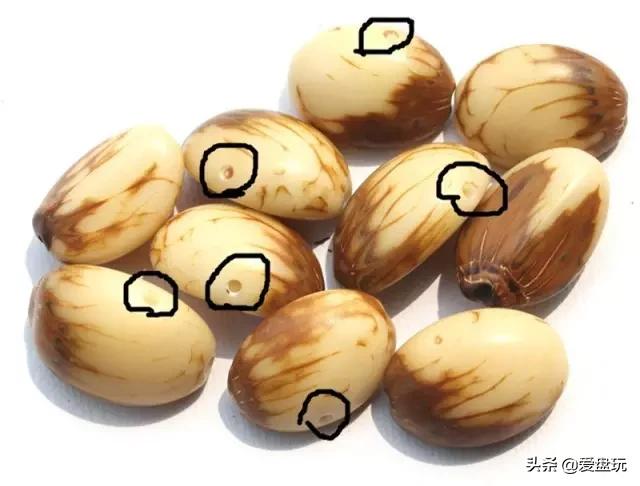 星月菩提没有星的是什么品种,星月菩提只有星没有月