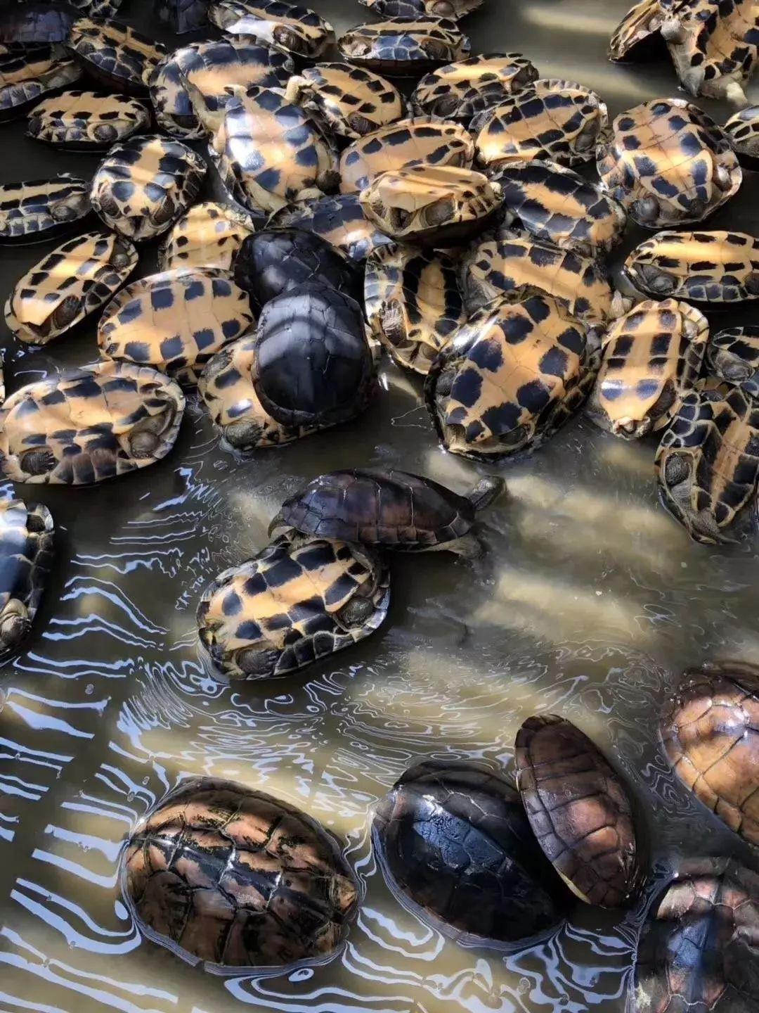 顺德龟苓膏正宗店铺,台山老字号龟苓膏