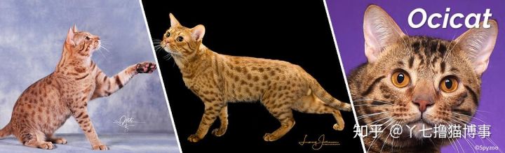 有哪些好看的家养猫,最适合家养的猫咪品种不掉毛