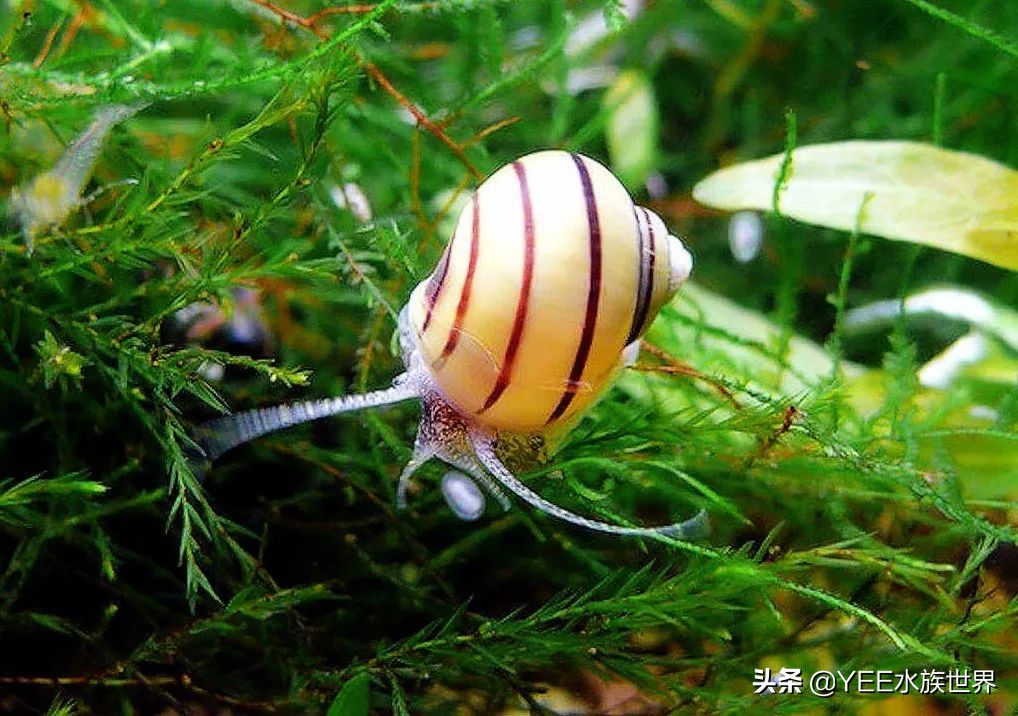 鱼缸过滤长螺怎么处理,鱼缸爆藻用什么过滤好