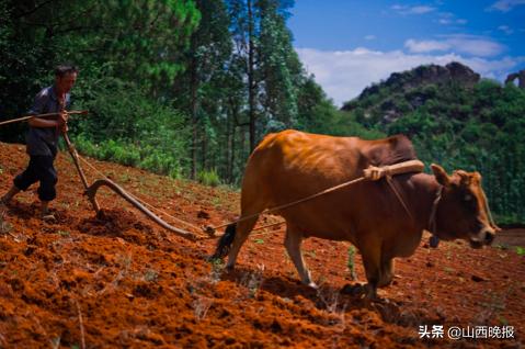 香甜的雪莲果,好吃的雪莲果哪里找