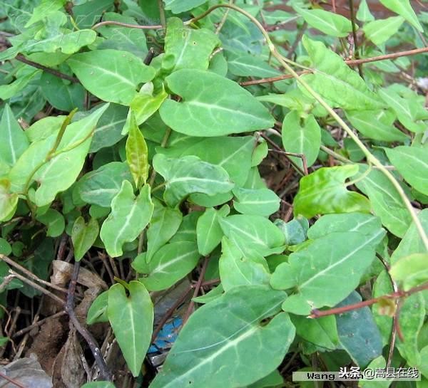 农村身边常见中草药不要错过这些宝贝！