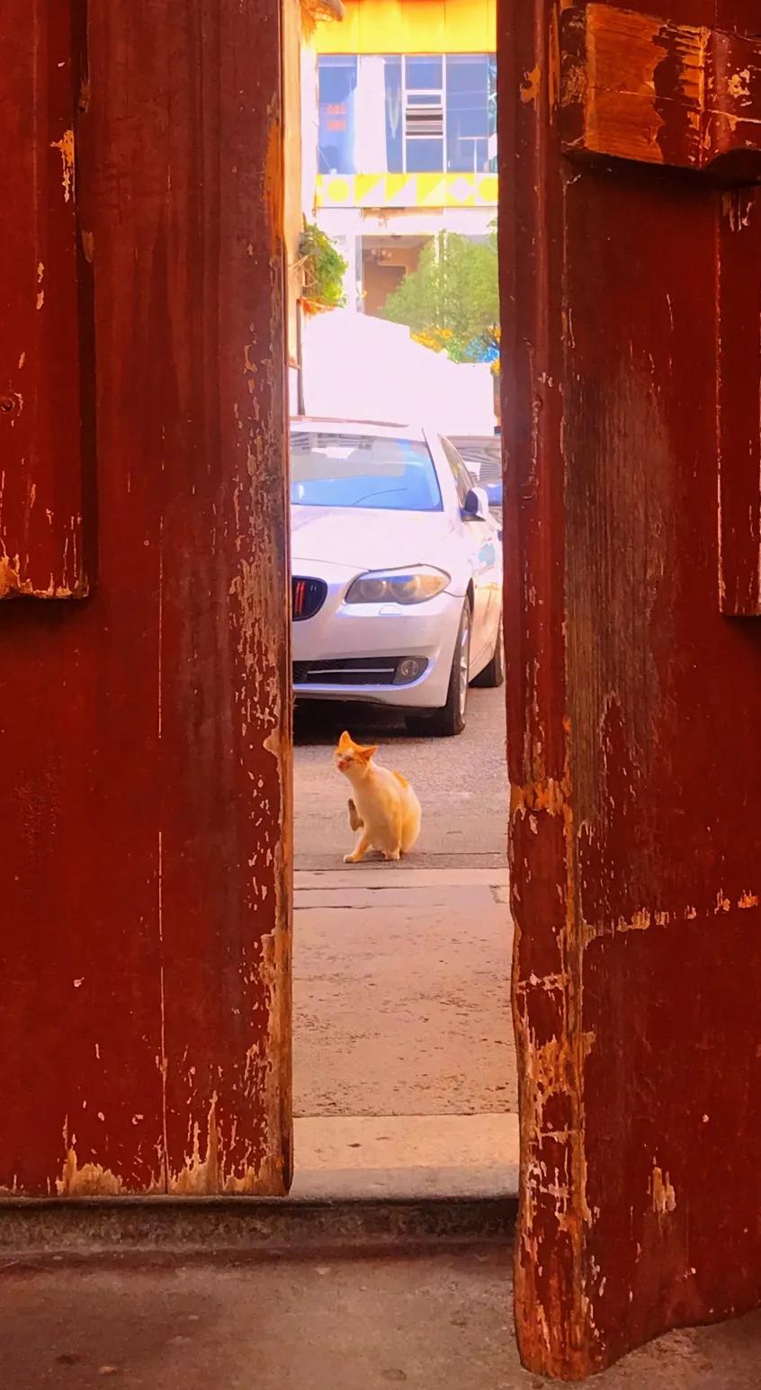 漫游东游西荡,漫游深圳城市