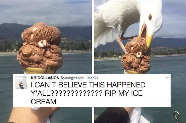 凶猛的海鸥,海鸥残忍伤害企鹅