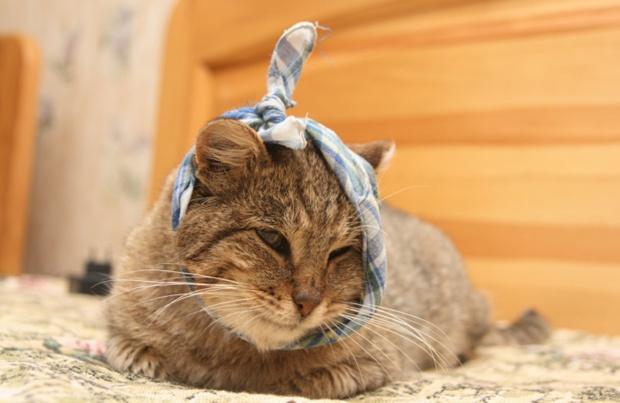 猫咪受伤怎么处理铲屎官要了解,猫咪意外受到重伤怎么治疗