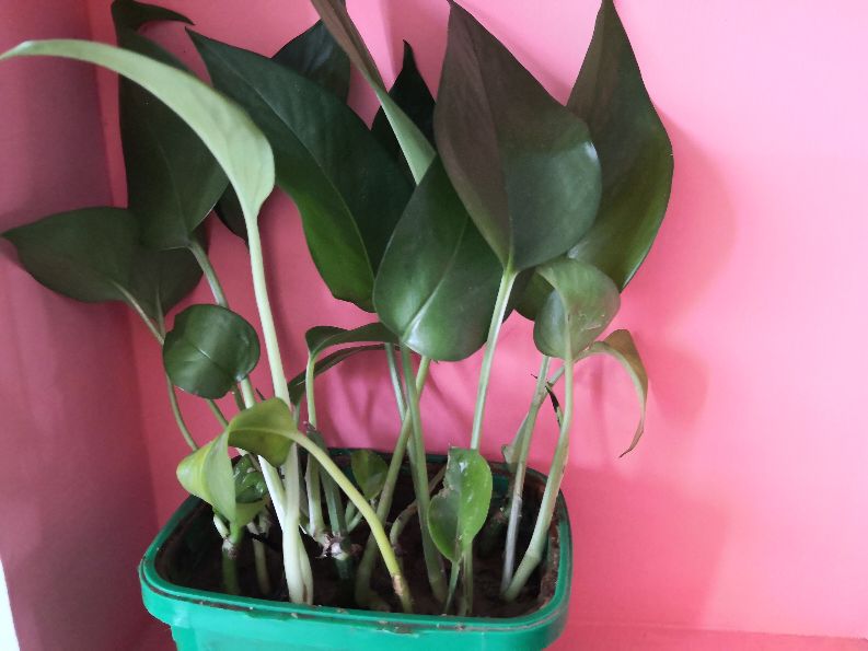 绿萝水培插扦方法,绿萝扦插的正确方法