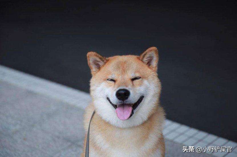 怎么选到一只性格乖的柴犬,如何能挑到一只稳重安静的柴犬